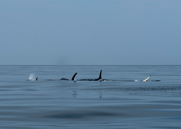 Orca pod