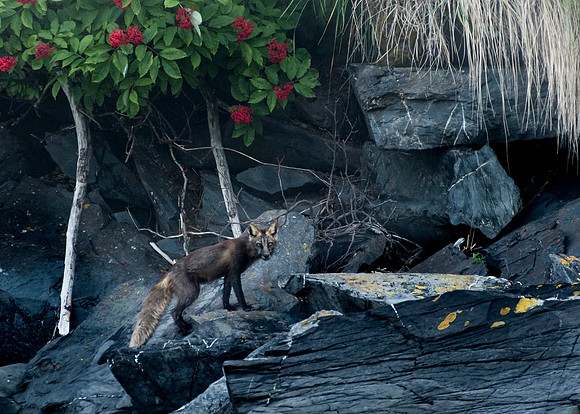 fox