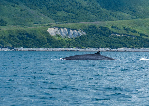 Fin whale