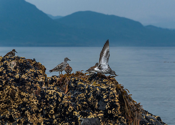 surf birds
