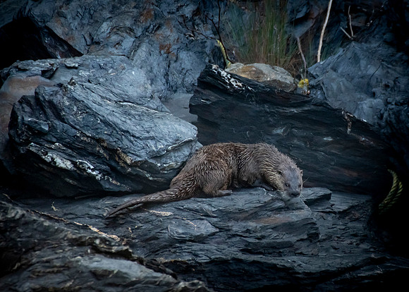 Beaver