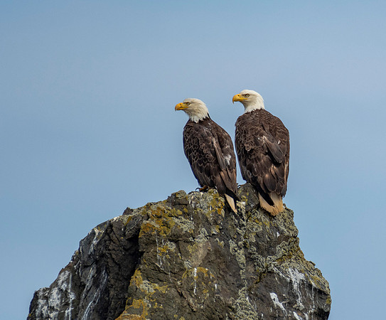 Bald eagle pair