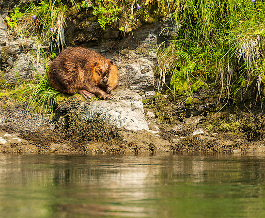 beaver