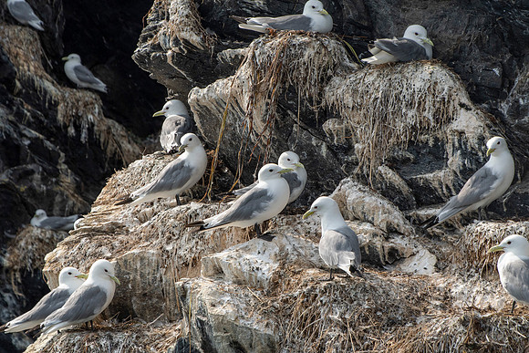 kittiwakes