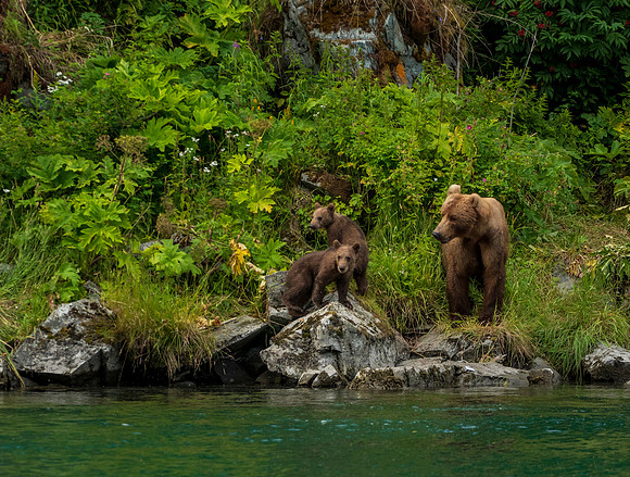 Kodiak brown grizzly mother cubs