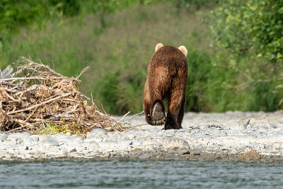 Kodiak brown grizzly