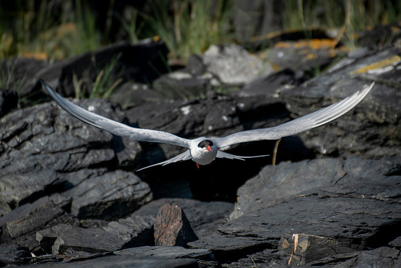 Artic tern