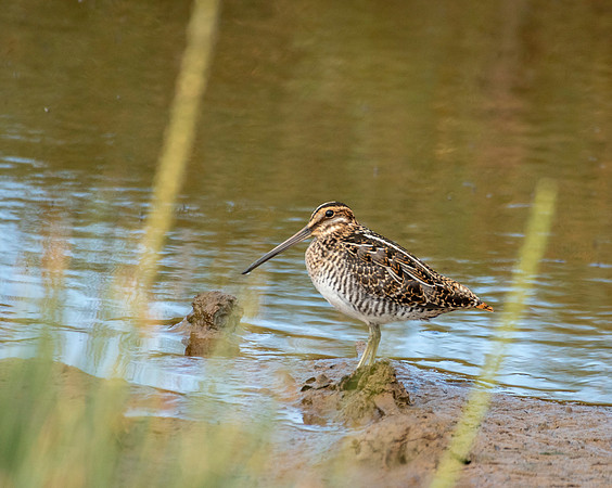American woodcock