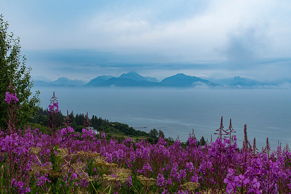 Kachemak Bay Homer