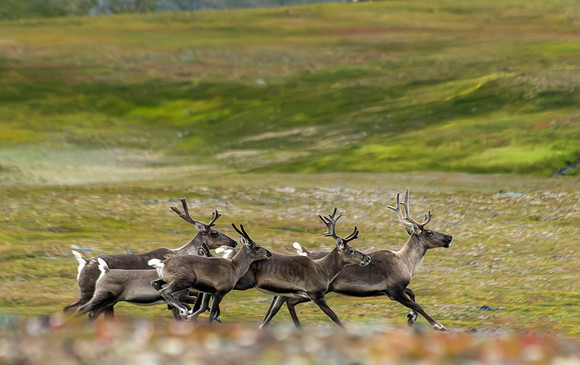 Caribou