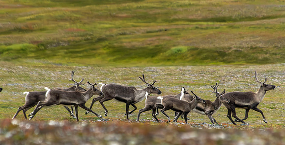 Caribou