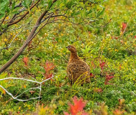 Willow Ptarmigan
