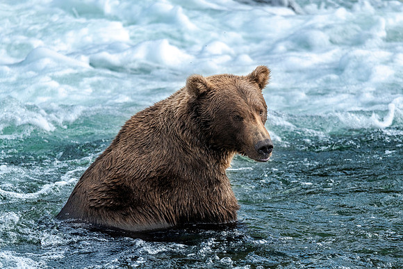 Grizzly bear at Brooks Falls
