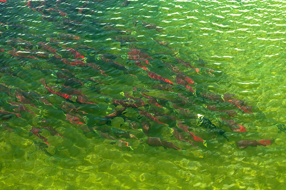 Sockeye Salmon Brooks river