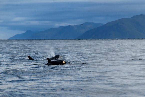 Orca Uganik bay