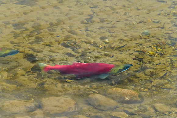 Sockeye salmon