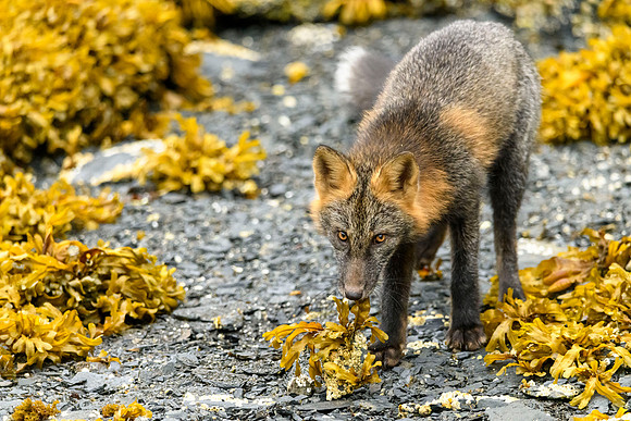 Cross fox Kodiak