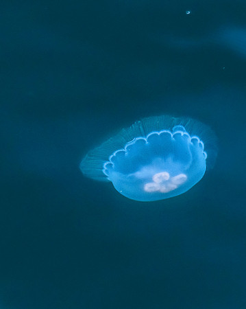 Jelly fish