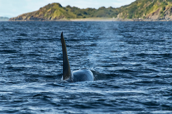 Orca Uganik bay