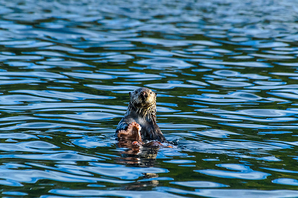 Sea otter with octopus meal