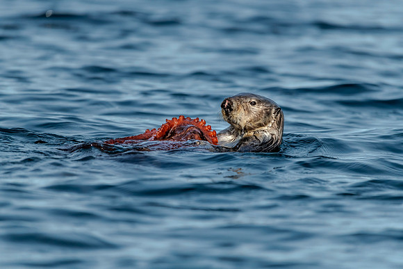 Sea otter with octopus meal