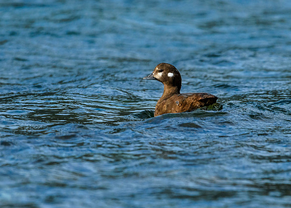 Harlequin duck