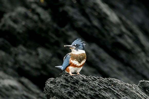 Kingfisher