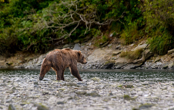 Uganik River, grizzly bear