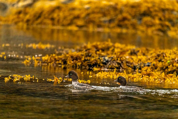 Goldeneye ducks
