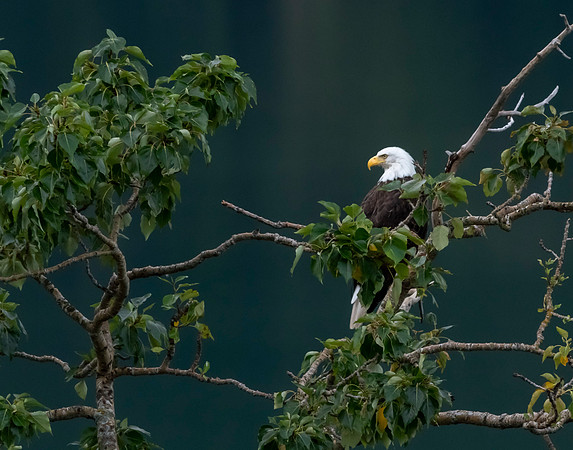 Kodiak