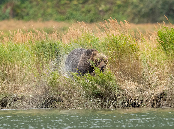 Kodiak