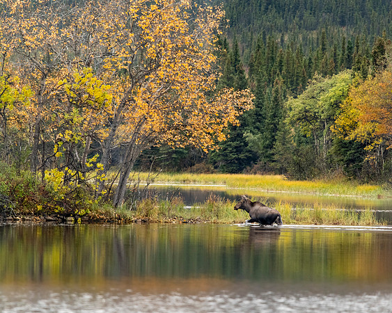 Healy moose