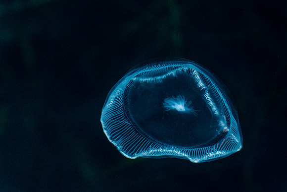 Jellyfish_Kodiak
