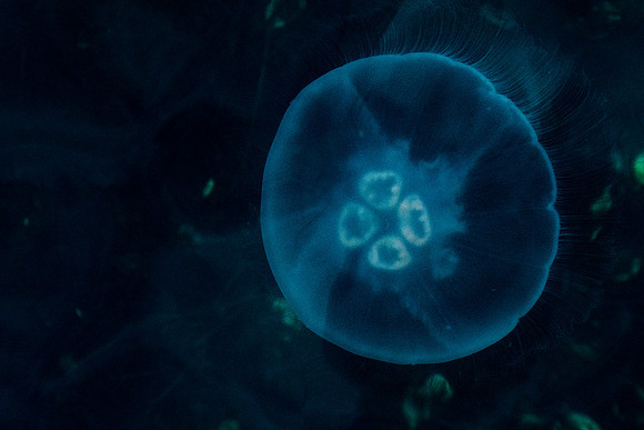 Jellyfish_Kodiak