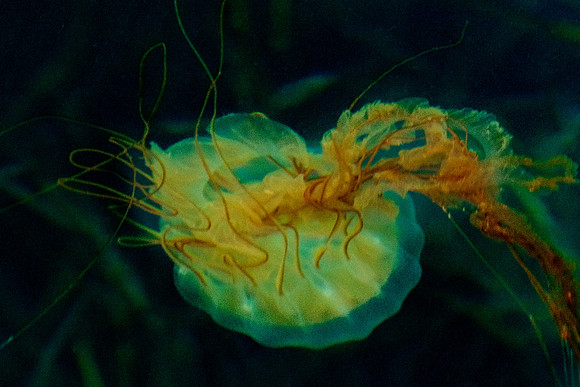 Jellyfish_Kodiak