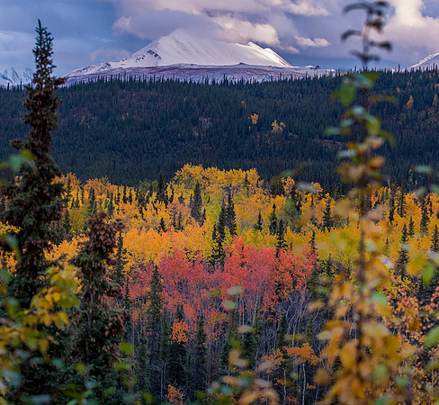 Denali NP