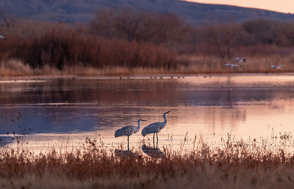 3 Bosque del Apache National Wildlife Refuge