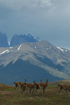 Guanacos at Torres del Paine Nat'l Park Chile