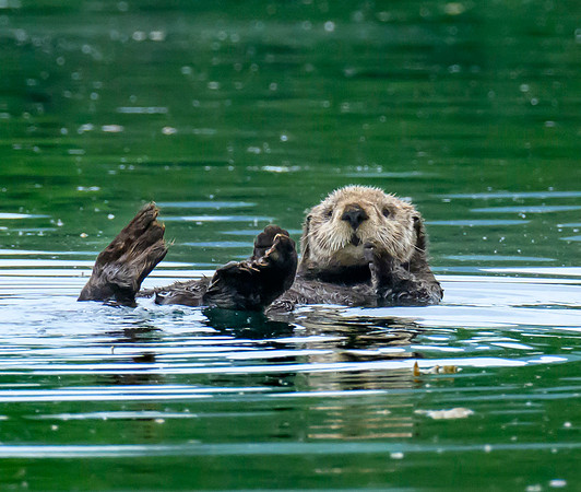 sea otter