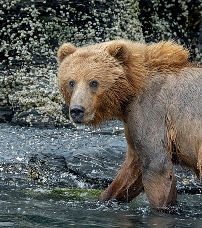 Kodiak grizzly