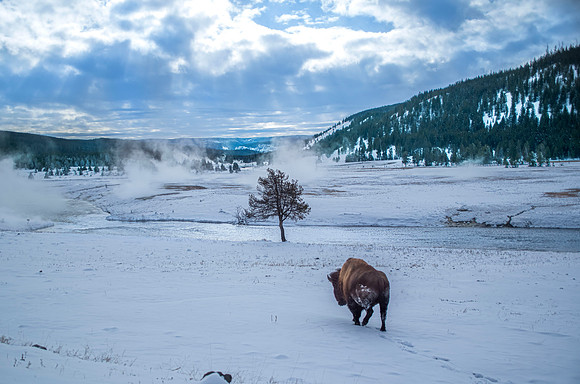 Yellowstone National Park 1620