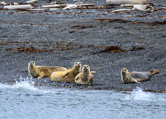Sea lions
