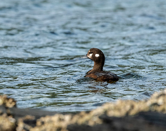 Quartz Creek Lodge Harlequin