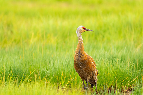 Sandhill crane_Homer