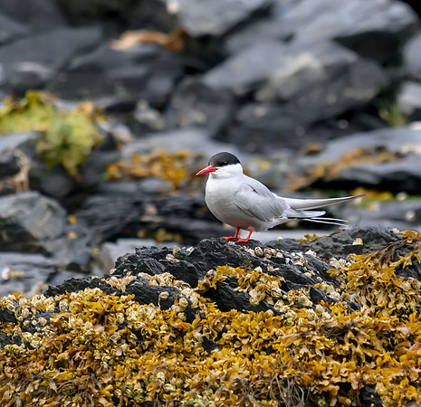 Alaska Uganik Arctic tern