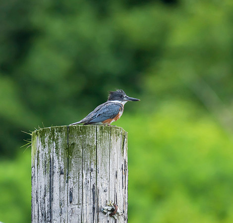 Alaska Uganik Kingfisher