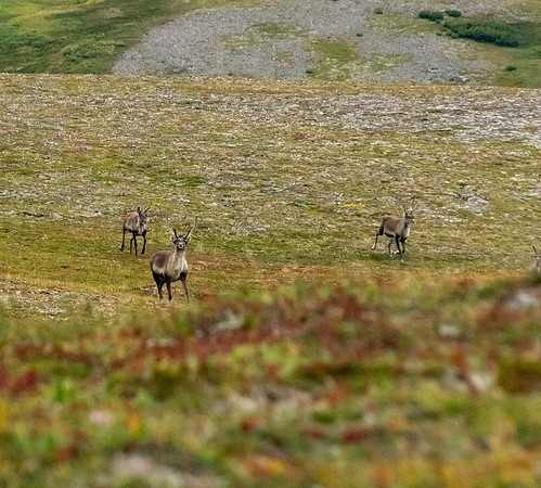 Caribou