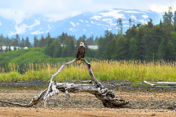 bald eagle_Homer