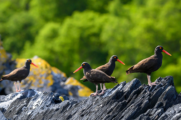 Alaska Uganik Kodiak Black oystercatchers
