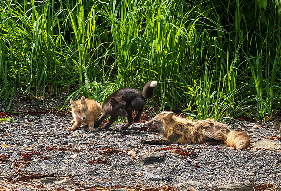 Alaska Uganik Kodiak